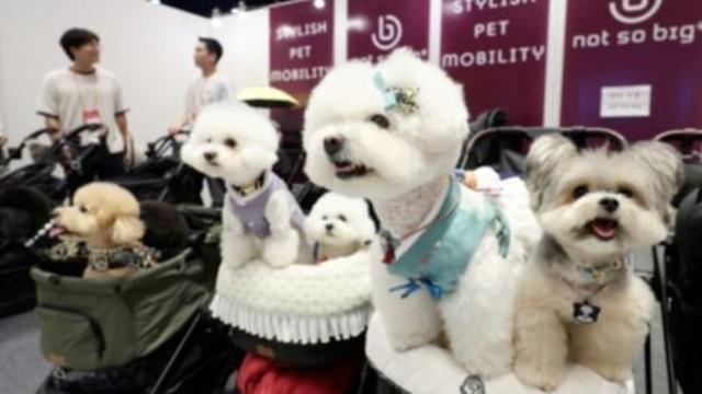[청세]  '자식 같은 개·고양이' 신풍속도···반려동물용 하이엔드 시장 인기