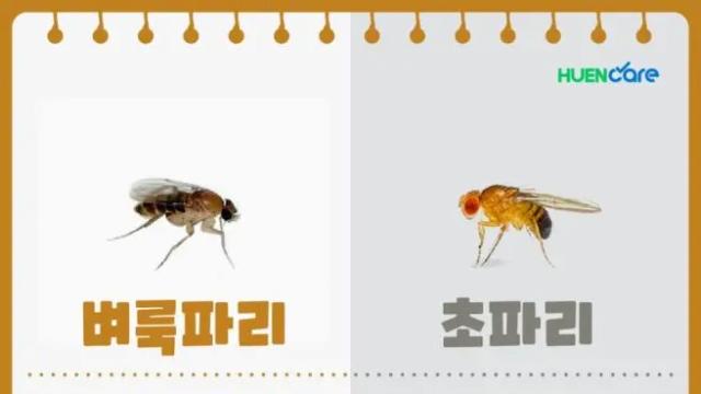 벼룩파리 때문에 개빡친 사람