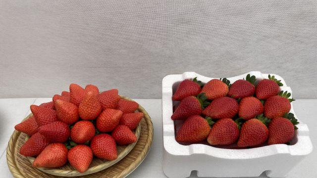 충남농업기술원, 딸기 신품종 '조이베리' 품종보호권 획득