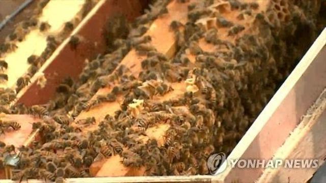 설 연휴에 양봉업자 살해·암매장한 70대 구속영장 신청