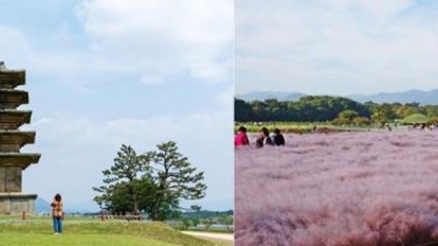 반려동물과 함께 떠나요, 익산과 경주로!