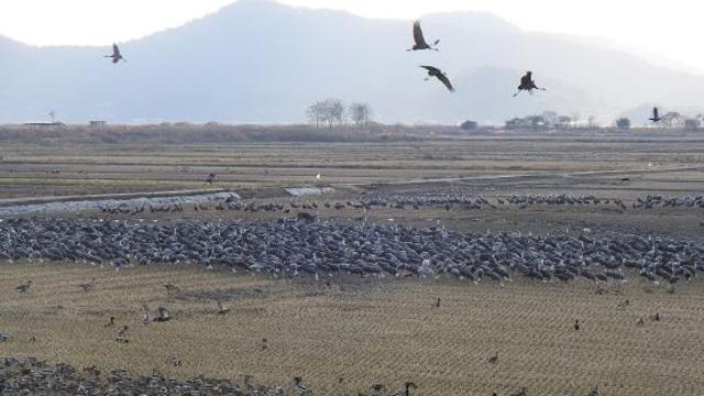 순천만 흑두루미, 탐조거리 20m까지 가까워져