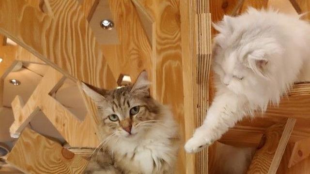 [카페투어] 주말 데이트, 서울 고양이 카페 어디 갈까?
