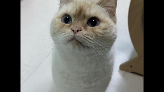 “반려마루 화성 고양이입양센터”.. 개관 9개월 만에 유기묘 100마리 새로운 가족 만나