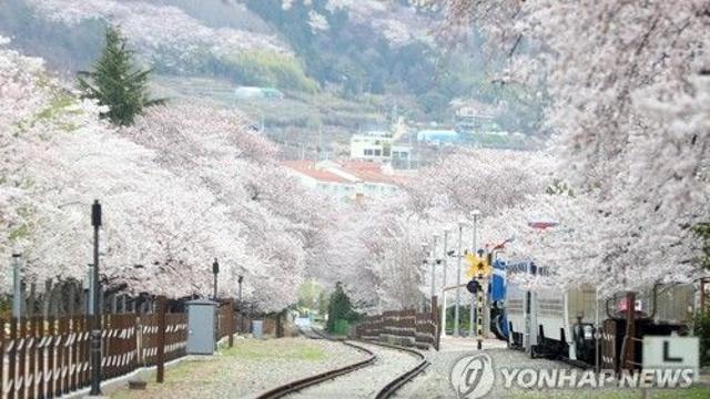 진해군항제, 3월 28일 막 오른다…4월 6일까지 벚꽃 향연