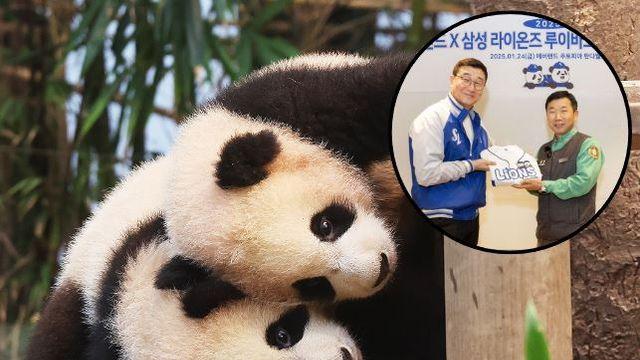 '와' 이게 되네! 루이바오-후이바오, 삼성 2025 어린이 회원 입단…다양한 콜라보 예정