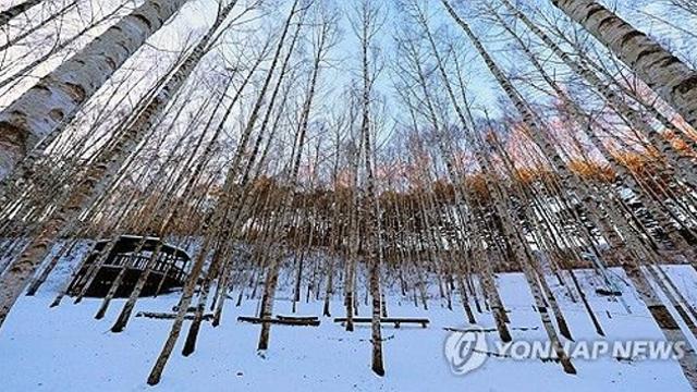자작나무숲, 곰배령, 백담사…인제군 힐링 여행지 254만명 방문