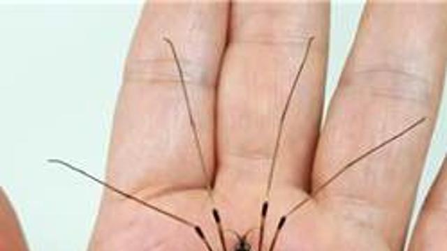 영월 장릉 인근서 발견된 미기록 곤충…'단종대왕각다귀'로 명명
