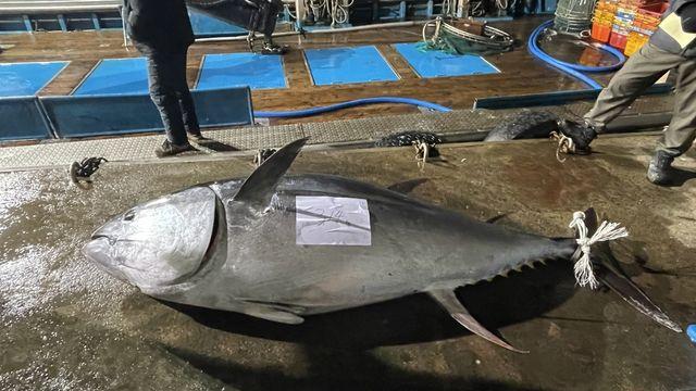 경북 영덕에서 잡힌 1000만원짜리 300kg 참다랑어