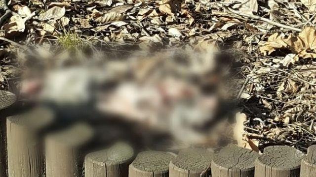 가죽 벗겨지고 안구 튀어나온 길고양이 사체 잇따라 발견