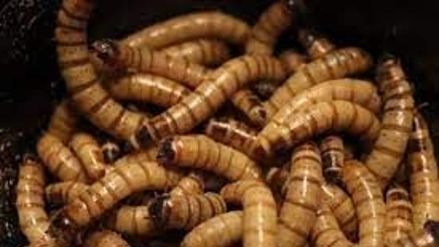 전갈, 슈퍼밀웜, 개미의 굴레.