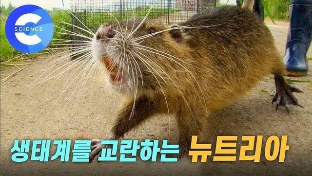 멸종위기 삵이 최근 개체수 증가한 이유