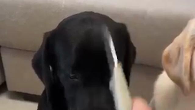 고수 리트리버의 위험한 도전