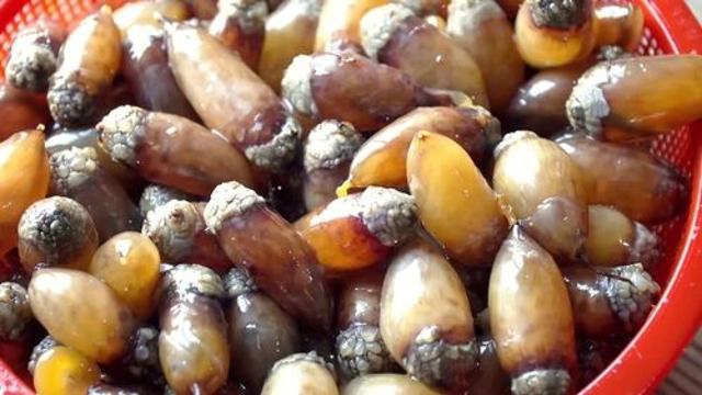 생산량 급감 창원진동미더덕, 축제도 취소…작년 고수온 여파
