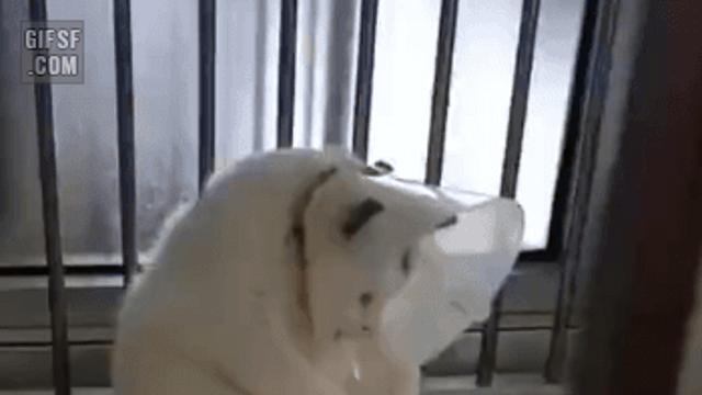 땅콩 때인 고양이.