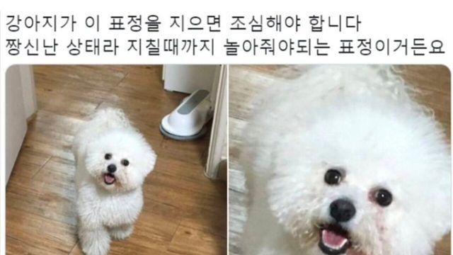 집에 강아지 키우면 다 안다는 표정 
