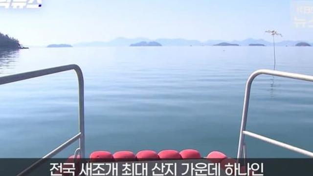 고수온에 새조개 '품귀', 1kg에 20만원? '천정부지'.jpg