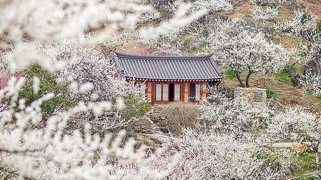 매화부터 동백까지, 봄꽃 따라 걷는 전국 트레킹 핫플