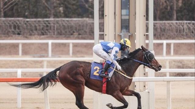연승 질주하는 경주마 3두, 2025년 경주로 호령하는 주인공 될까
