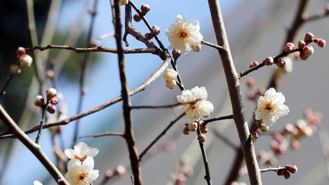 전국에 한파 계속되는 가운데 바람도 강해…“종일 춥다”