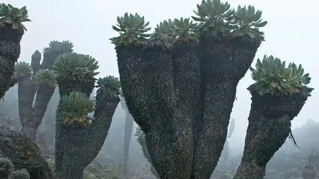 고대 식물,,