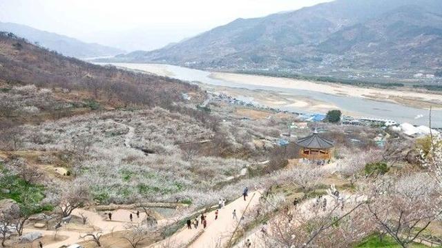 광양매화마을 여행, 매화축제 기간과 입장료는?