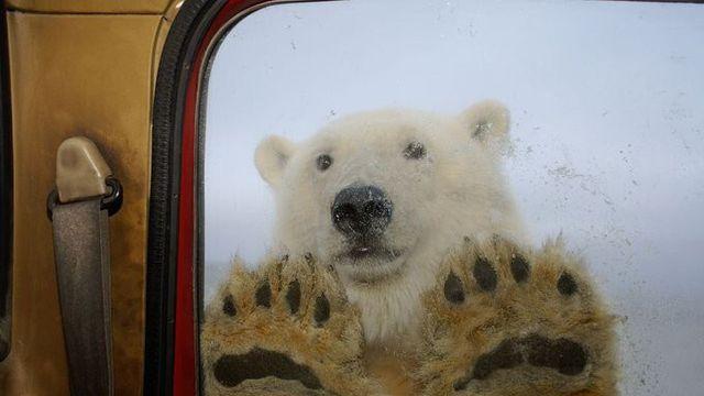 북극곰 만나면 진짜 ㅈ되는 이유