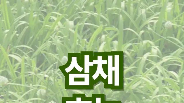 삼채 효능, 아직 이것도 모르고 드셨나요??