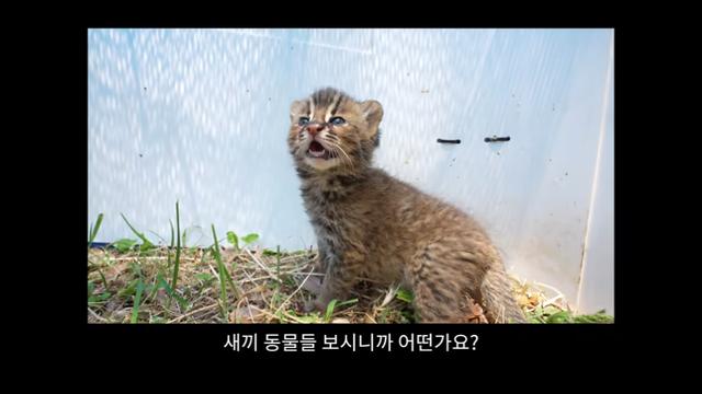 새덕후의 야생동물 불법사육 영상 코멘트.jpg