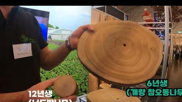 1년에 6m씩 크는 나무를 개발해버림