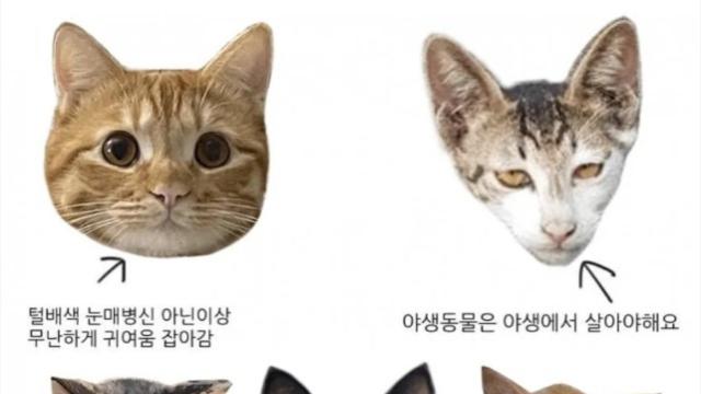 길고양이 외모의 중요성