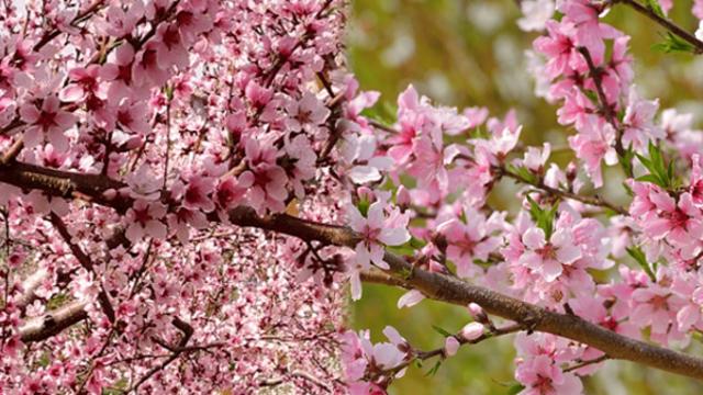 “봄이 선물한 분홍빛 낙원!”...만개하는 순간을 꼭 봐야 한다는 국내 복사꽃 명소 BEST 4 추천