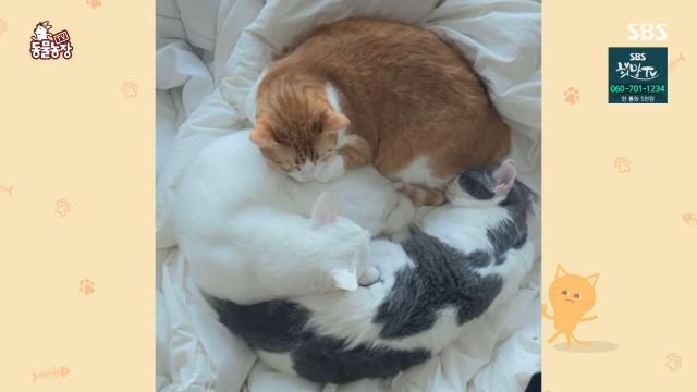 동물농장) 역대급 민폐 고양이