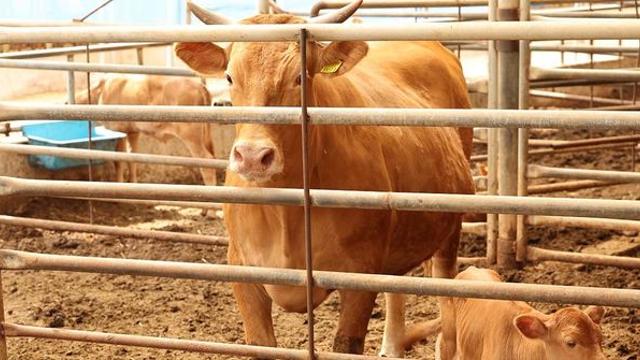 한 마리에 500만원인데... 소 63마리 죽은 채 발견 (해남)