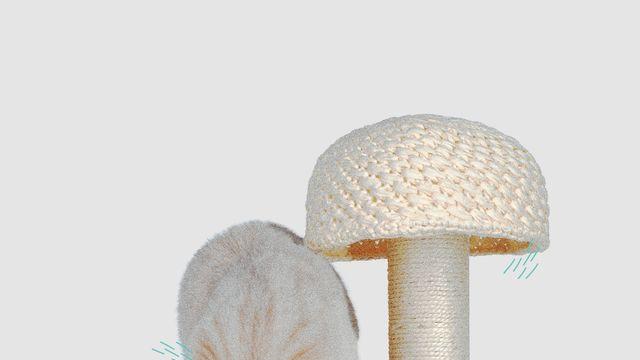 MEOW~ 고양이 채채를 사로잡은 패션 아이템