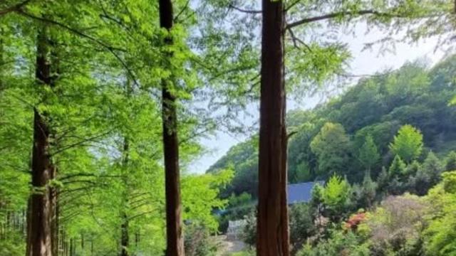 옥천 가족들과 가볼만한 곳, 자연 속에서 힐링할 수 있는 명소는?