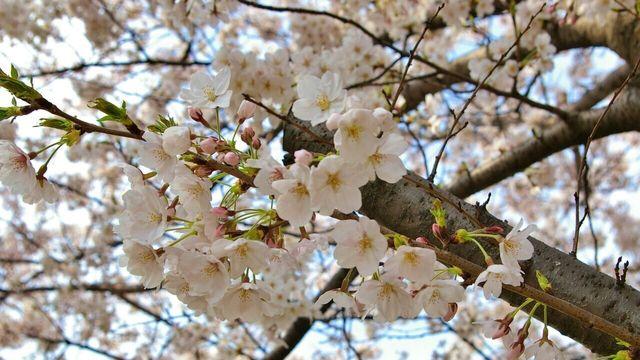 벚꽃 개화 시기 일정별 추천! 봄꽃 가득한 여행 떠나자