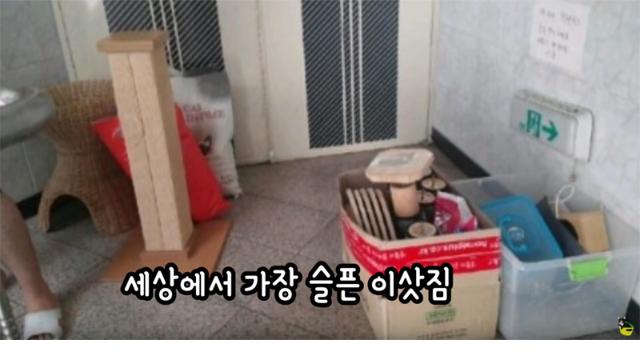 입양 9년만에 파양되어 돌아온 고양이 `둥이`
