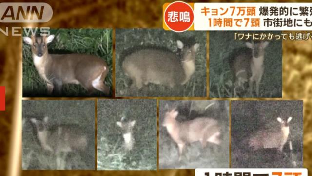 아기사슴이 폭발적으로 늘어난 일본 근황