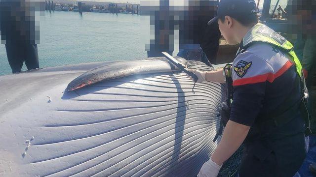 소청도 해상서 7.5m 밍크고래 그물에 걸려 죽은 채 발견