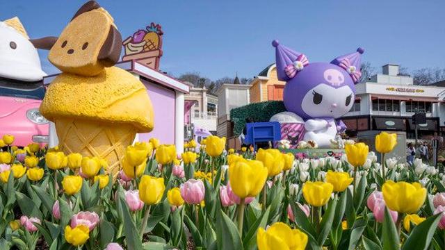 에버랜드, 산리오캐릭터즈 콜라보 '튤립축제' 21일 개막