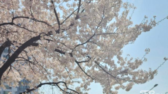 올봄, 꼭 가봐야 할 국내 벚꽃 명소 5곳