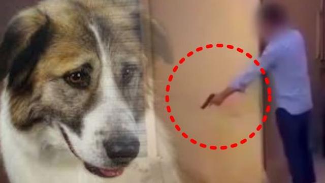 2030 월드컵 개최지 모로코 끔찍한 거리 청소? 개 300만마리 총살·독살 '충격'