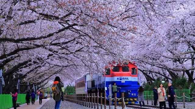 벚꽃이 피면 떠나자! 2025 진해 벚꽃 개화 시기와 명소 가이드