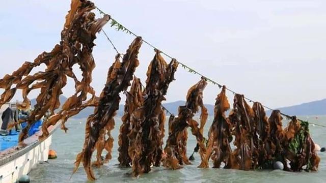 김·미역과 해조류 3대장인데... 알고 보니 '식물' 아니라는 반전 식재료