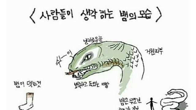 비암비암 도마뱀보다 귀여운 비암