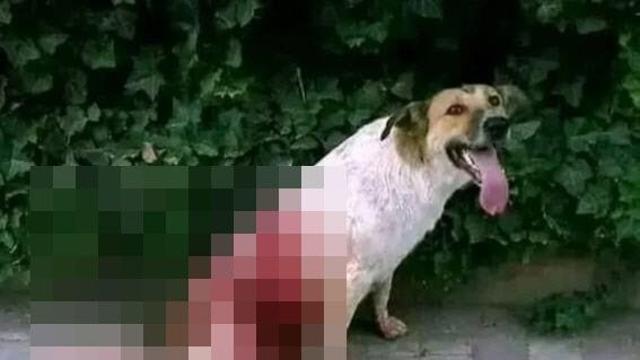 '개 300만' 마리 죽이고 죽이는 이 나라...'월드컵' 때문