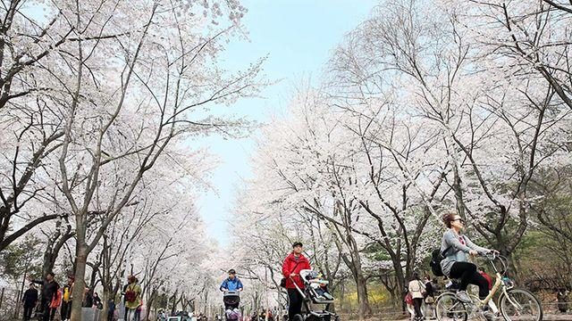 올봄 벚꽃을 제대로 만끽할 수 있는 명소 5곳