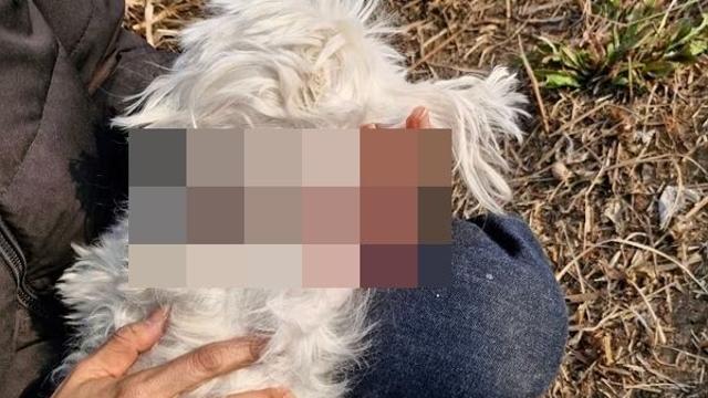 몰티즈, 목줄없는 진돗개에 물려죽어… 가해견주, 과태료 처분도 안받아