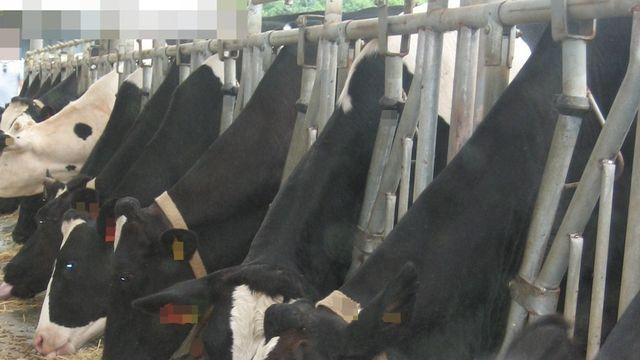 충남산 우유 체세포수 3등급 이하 4.3%…1년 사이 소폭 상승